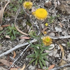 Coronidium oxylepis subsp. lanatum at Karabar, NSW - 27 Nov 2021