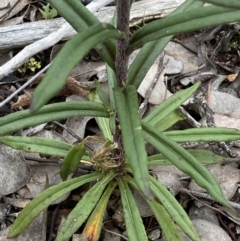 Coronidium oxylepis subsp. lanatum at Karabar, NSW - 27 Nov 2021