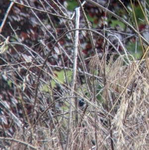 Malurus cyaneus at East Albury, NSW - 27 Nov 2021