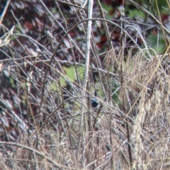 Malurus cyaneus at East Albury, NSW - 27 Nov 2021