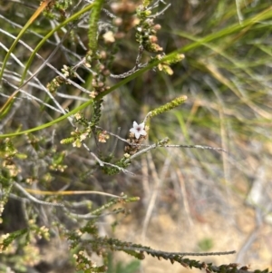 Epacris microphylla at Red Rocks, NSW - 25 Nov 2021