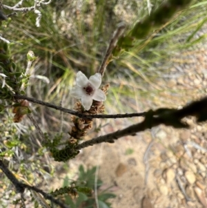 Epacris microphylla at Red Rocks, NSW - 25 Nov 2021 12:18 PM