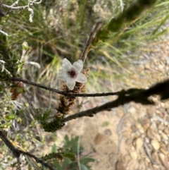 Epacris microphylla at Red Rocks, NSW - 25 Nov 2021