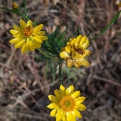 Xerochrysum viscosum (Sticky Everlasting) at Albury - 27 Nov 2021 by Darcy