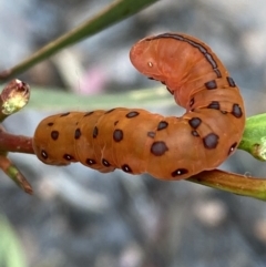 Capusa cuculloides at Jerrabomberra, NSW - 27 Nov 2021