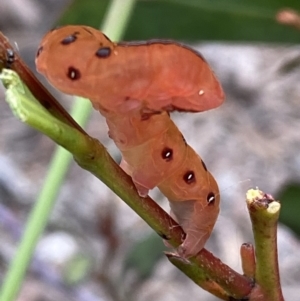 Capusa cuculloides at Jerrabomberra, NSW - 27 Nov 2021