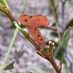 Capusa cuculloides at Jerrabomberra, NSW - 27 Nov 2021