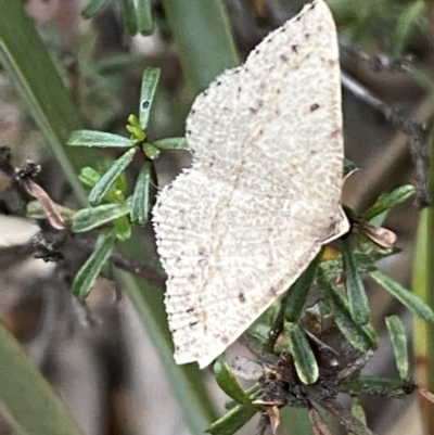 Taxeotis (genus) (Unidentified Taxeotis geometer moths) at QPRC LGA - 27 Nov 2021 by Steve_Bok