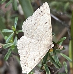 Taxeotis (genus) at Karabar, NSW - 27 Nov 2021 06:46 PM