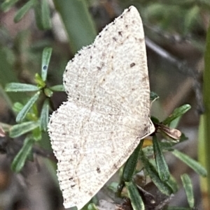 Taxeotis (genus) at Karabar, NSW - 27 Nov 2021