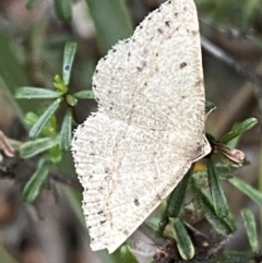 Taxeotis (genus) at Karabar, NSW - 27 Nov 2021 06:46 PM