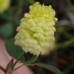 Trifolium campestre (Hop Clover) at Mount Painter - 24 Nov 2021 by drakes