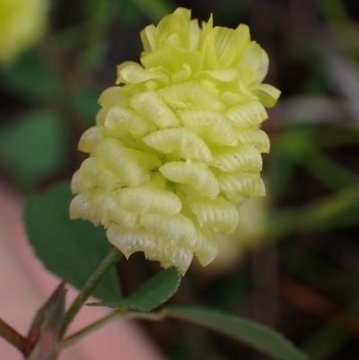 Trifolium campestre (Hop Clover) at Cook, ACT - 25 Nov 2021 by drakes