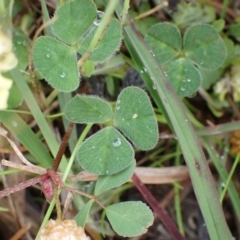 Trifolium campestre at Cook, ACT - 25 Nov 2021