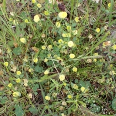 Trifolium campestre at Cook, ACT - 25 Nov 2021