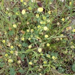 Trifolium campestre at Cook, ACT - 25 Nov 2021