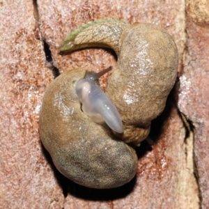 Cystopelta sp. (genus) at Acton, ACT - 26 Nov 2021