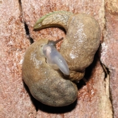 Cystopelta sp. (genus) (Unidentified Cystopelta Slug) at Acton, ACT - 26 Nov 2021 by TimL