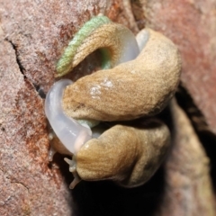 Cystopelta sp. (genus) at Acton, ACT - 26 Nov 2021
