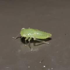 Cicadellidae (family) (Unidentified leafhopper) at Acton, ACT - 26 Nov 2021 by TimL