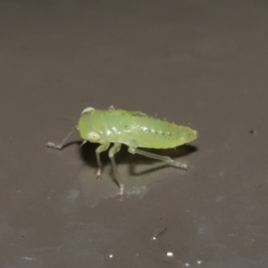 Cicadellidae (family) at Acton, ACT - 26 Nov 2021