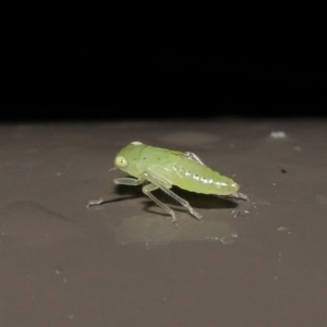 Cicadellidae (family) at Acton, ACT - 26 Nov 2021