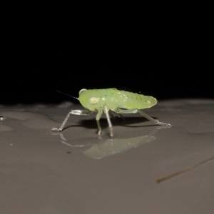 Cicadellidae (family) at Acton, ACT - 26 Nov 2021