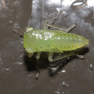 Cicadellidae (family) at Acton, ACT - 26 Nov 2021