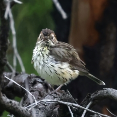 Pyrrholaemus sagittatus (Speckled Warbler) at Mount Ainslie - 26 Nov 2021 by jbromilow50