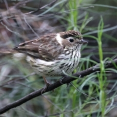 Pyrrholaemus sagittatus at Hackett, ACT - 26 Nov 2021