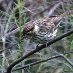 Pyrrholaemus sagittatus at Hackett, ACT - 26 Nov 2021