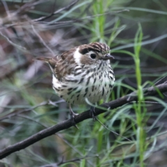 Pyrrholaemus sagittatus at Hackett, ACT - 26 Nov 2021