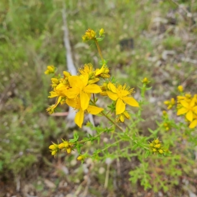 Hypericum perforatum (St John's Wort) at Jerrabomberra, ACT - 28 Nov 2021 by Mike