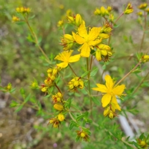 Hypericum perforatum at Jerrabomberra, ACT - 28 Nov 2021