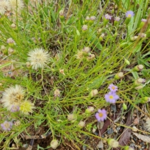 Vittadinia muelleri at Jerrabomberra, ACT - 28 Nov 2021