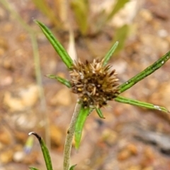Euchiton sp. (genus) (A cudweed) at Molonglo Valley, ACT - 27 Nov 2021 by tpreston