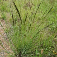 Eragrostis curvula (African Lovegrass) at Isaacs Ridge and Nearby - 28 Nov 2021 by Mike