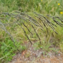 Eragrostis curvula at Isaacs, ACT - 28 Nov 2021