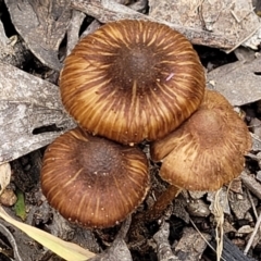 Inocybe sp. (Inocybe) at Block 402 - 27 Nov 2021 by trevorpreston