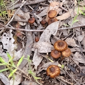 Inocybe sp. at Stromlo, ACT - 28 Nov 2021