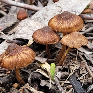 Inocybe sp. at Stromlo, ACT - 28 Nov 2021 10:30 AM