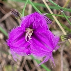 Thysanotus tuberosus (Common Fringe-lily) at Stromlo, ACT - 27 Nov 2021 by tpreston