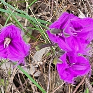 Thysanotus tuberosus at Stromlo, ACT - 28 Nov 2021