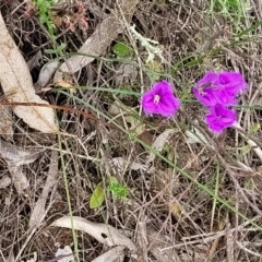 Thysanotus tuberosus at Stromlo, ACT - 28 Nov 2021 10:58 AM