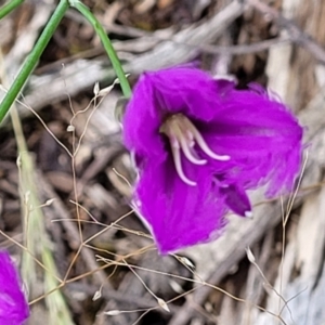 Thysanotus tuberosus at Stromlo, ACT - 28 Nov 2021