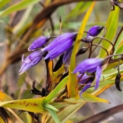 Stypandra glauca (Nodding Blue Lily) at Stromlo, ACT - 27 Nov 2021 by tpreston
