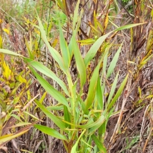 Stypandra glauca at Stromlo, ACT - 28 Nov 2021