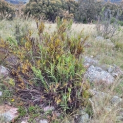 Stypandra glauca at Stromlo, ACT - 28 Nov 2021