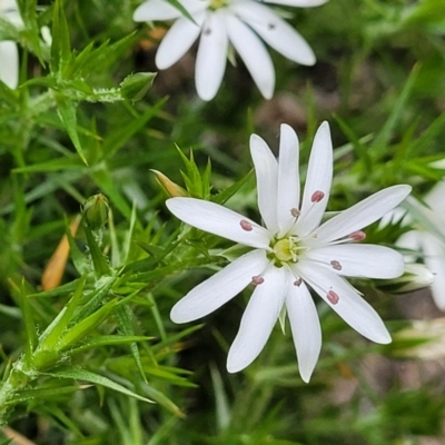 Stellaria pungens (Prickly Starwort) at Stromlo, ACT - 27 Nov 2021 by tpreston