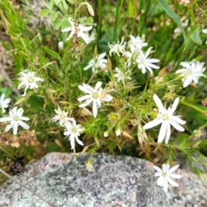 Stellaria pungens at Stromlo, ACT - 28 Nov 2021